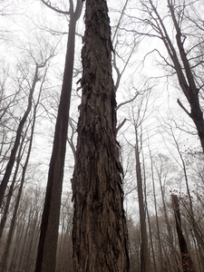 Photo By: Julie Lundgren. Photo taken: Wayne County, NY on 3 May 2019